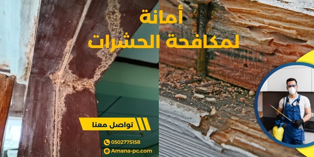 مكافحة الرمة في المنزل 5 مكافحة الرمة في المنزل - طرق مكافحة الرمة- كيف أتخلص من الرمه في البيت؟