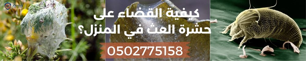طريقة التخلص من العث في المنزل 2 كيفية القضاء على حشرة العث في المنزل؟