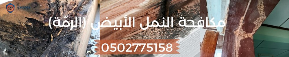مكافحة الرمة في المنزل 4 مكافحة النمل الأبيض الرمة-أمانة لمكافحة الحشرات في الإمارات