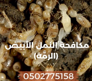 مكافحة الرمة في المنزل - طرق مكافحة الرمة- كيف أتخلص من الرمه في البيت؟