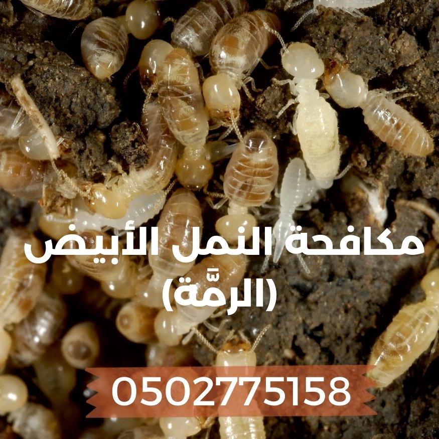 مكافحة الرمة في المنزل - طرق مكافحة الرمة- كيف أتخلص من الرمه في البيت؟